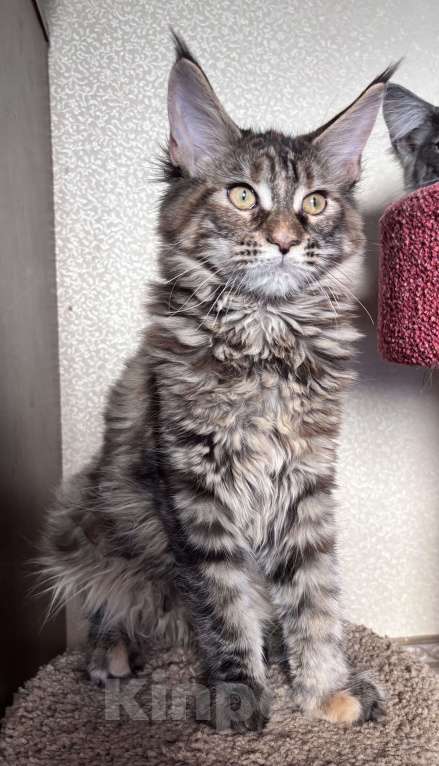 Кошки в Петергофе: Крупная девчоночка Девочка, 40 000 руб. - фото 2