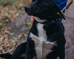 Собаки в Москве: Маленький коротколапик Тоби ищет дом! Вес 7 кг Девочка, Бесплатно - фото 2