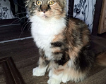 Кошки в Москве: Продаётся шикарная девочка Мейн-кун Девочка, 150 000 руб. - фото 1