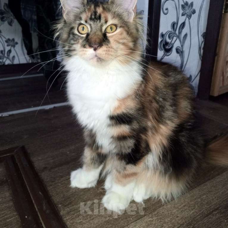 Кошки в Москве: Продаётся шикарная девочка Мейн-кун Девочка, 150 000 руб. - фото 1