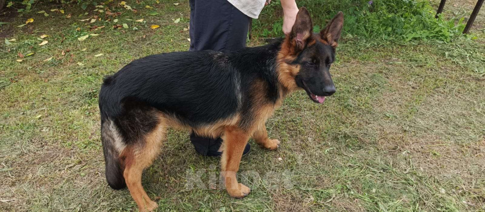 Собаки в Владимире: Щенок немецкой овчарки  Мальчик, 35 000 руб. - фото 2