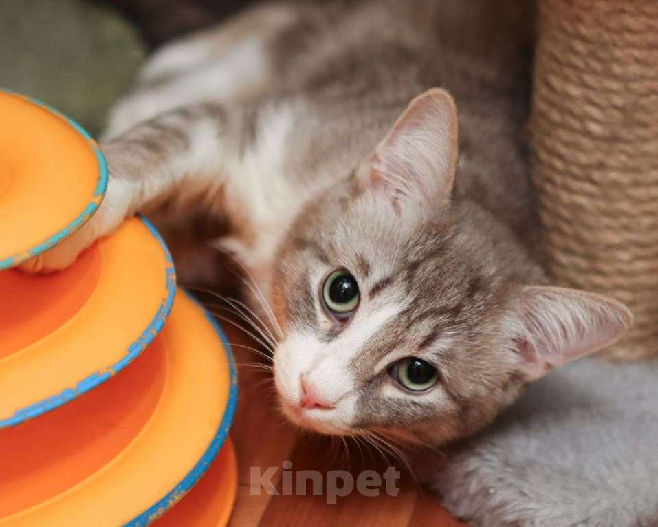 Кошки в Москве: Котик-подросток Никос в поисках любящей семьи! Мальчик, Бесплатно - фото 2