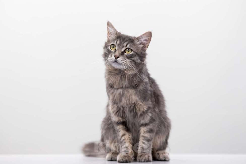 Кошки в Москве: Клим Мальчик, Бесплатно - фото 5