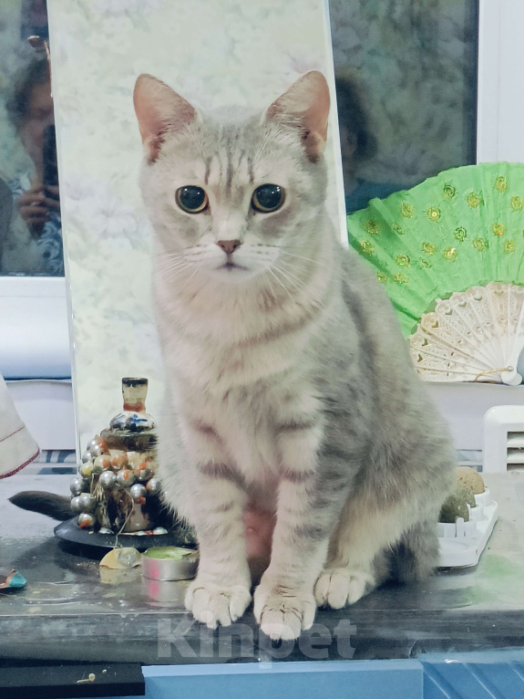 Кошки в Москве: Ласковая кошечка в добрые руки Девочка, Бесплатно - фото 1