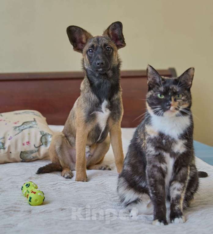Собаки в Москве: Трогательный щенок Арчи очень ждёт свою семью! Мальчик, Бесплатно - фото 4