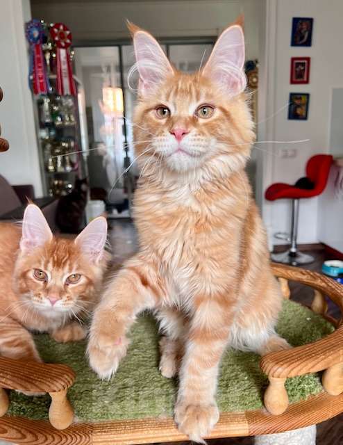 Кошки в Одинцово: Дэйв, рыжий котенок мейн кун Мальчик, 50 000 руб. - фото 2