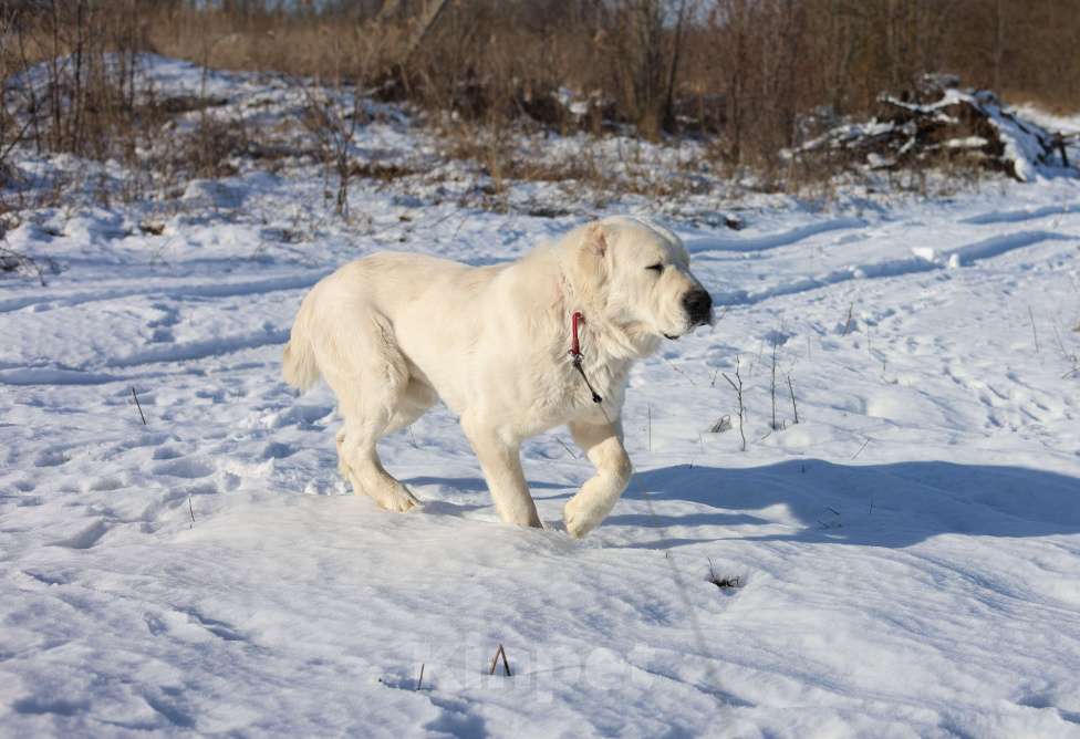 Собаки в Краснодаре: Кобель Мальчик, 25 000 руб. - фото 5
