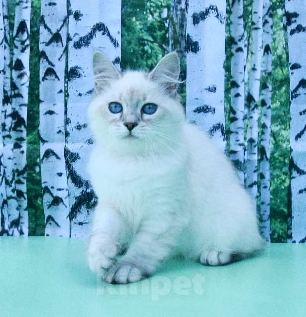 Кошки в Москве: Синеглазая принцесса Девочка, Бесплатно - фото 4