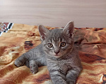 Кошки в Краснодаре: Котята в добрые руки Мальчик, Бесплатно - фото 6
