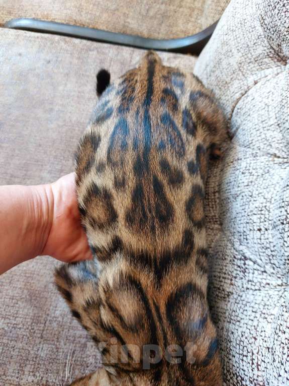 Кошки в Москве: Бенгальские шоу малыши Девочка, Бесплатно - фото 7