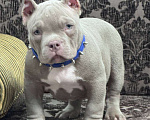 Собаки в Москве: Американский булли мальчик Мальчик, 90 000 руб. - фото 4