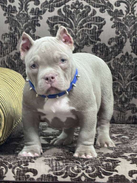 Собаки в Москве: Американский булли мальчик Мальчик, 90 000 руб. - фото 4