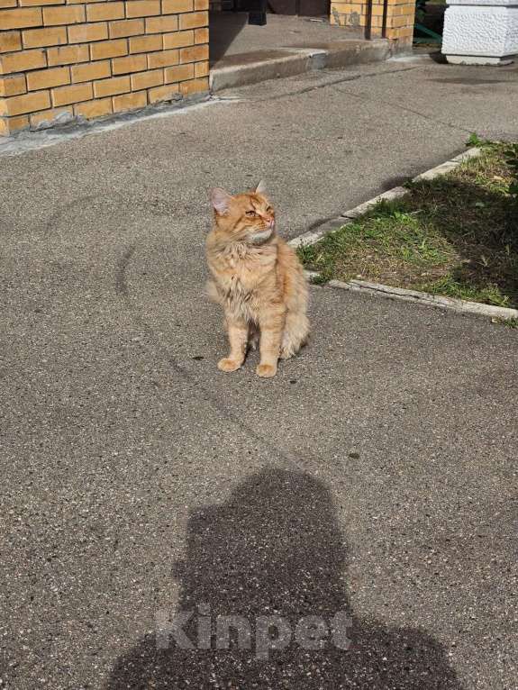 Кошки в Балашихе: выкинули трех бедолаг кошек , мега ласковые пропадут.. Мальчик, Бесплатно - фото 5