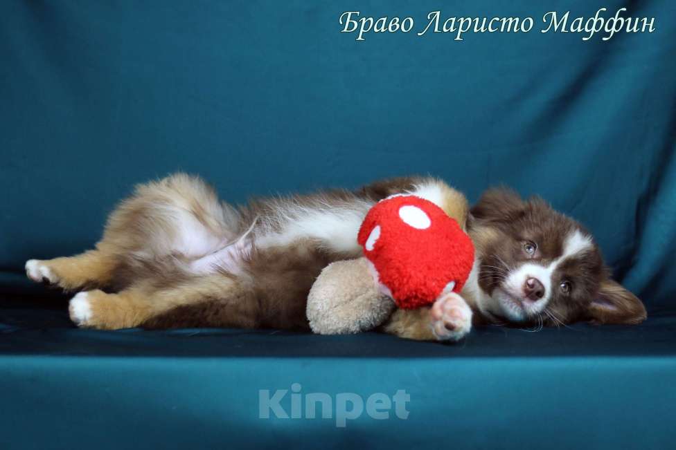 Собаки в Рязани: Щенки Миниатюрной американской овчарки. Мальчик, Бесплатно - фото 2