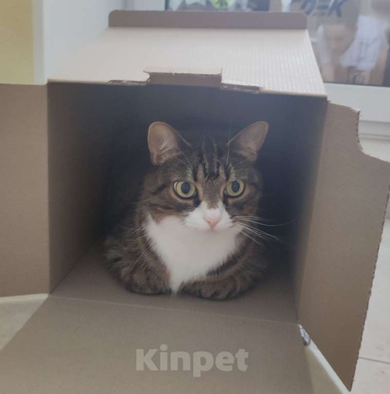 Кошки в Санкт-Петербурге: Отдадим в добрые руки кошечку Алису Девочка, Бесплатно - фото 2