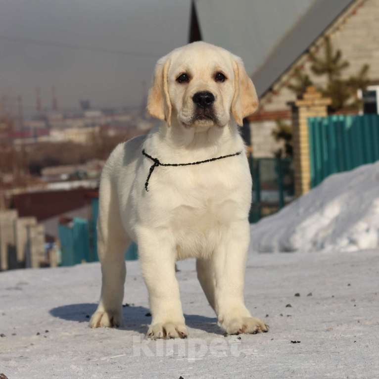 Собаки в Магнитогорске: лабрадор ретривер щенки Разнополые, 45 000 руб. - фото 2