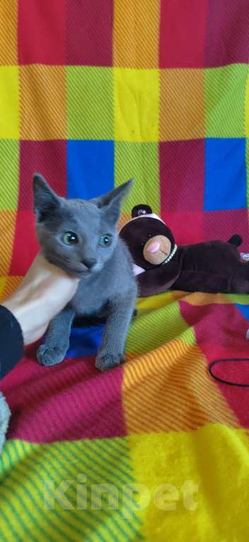 Кошки в Екатеринбурге: Котята породы русская голубая  Мальчик, 10 000 руб. - фото 4