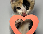 Кошки в Химках: Сыроежка ищет дом!❤️ Девочка, Бесплатно - фото 5