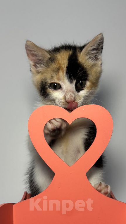 Кошки в Химках: Сыроежка ищет дом!❤️ Девочка, Бесплатно - фото 5