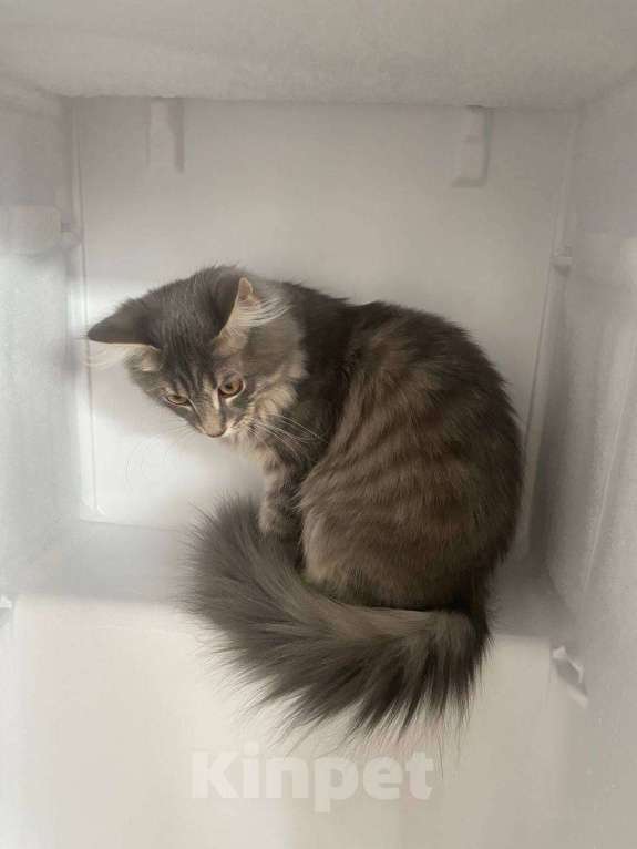 Кошки в Ростове-на-Дону: Отдам метиса мейн-куна в добрые руки  Мальчик, Бесплатно - фото 2