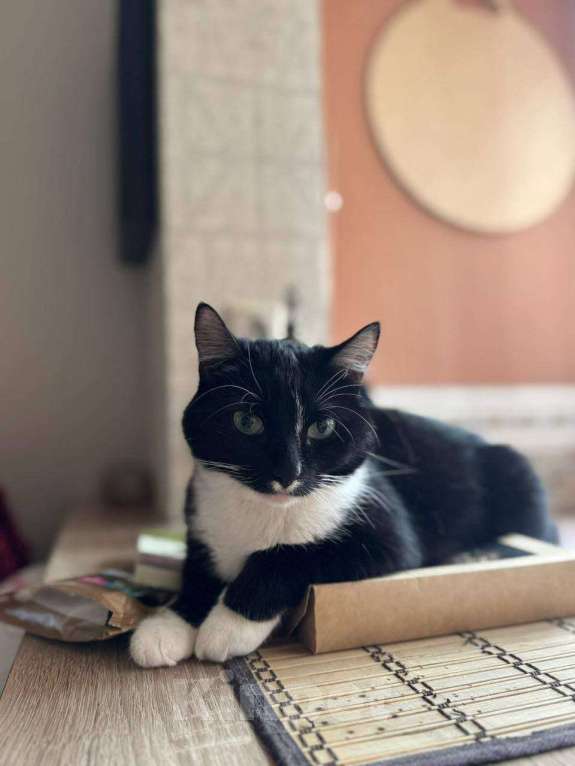 Кошки в Москве: кошка Шошанна срочно ищет дом Девочка, Бесплатно - фото 6