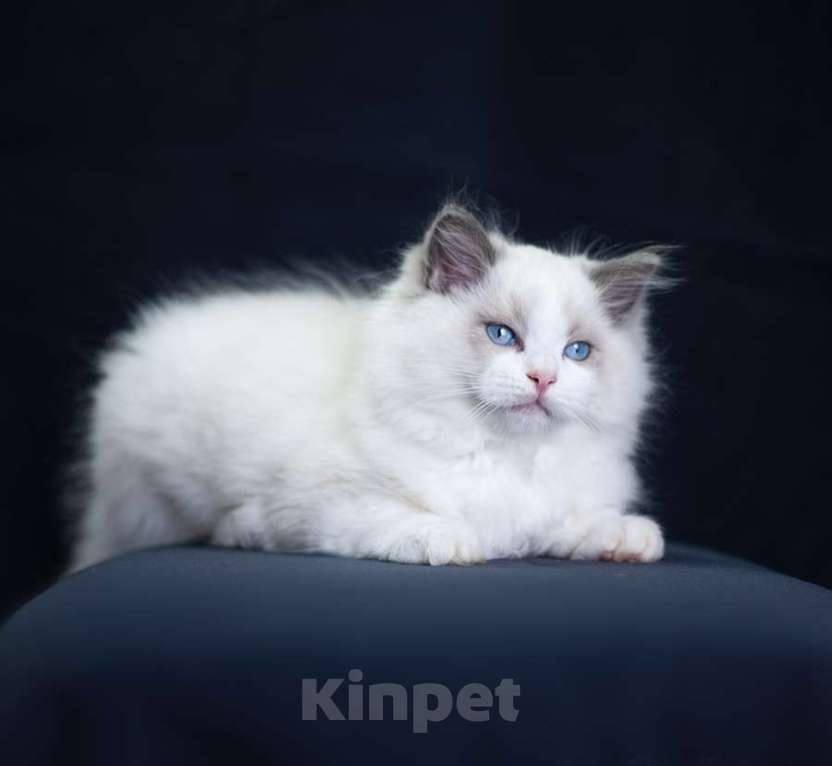 Кошки в Санкт-Петербурге: рэгдолл Мальчик, 90 000 руб. - фото 2