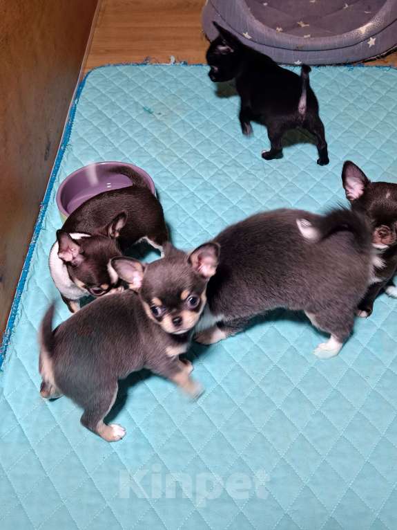 Собаки в Москве: Голубая с подпалом красавица Девочка, 130 000 руб. - фото 5