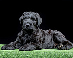 Собаки в Москве: Шикарный щенок Русского Черного Терьера Мальчик, 70 000 руб. - фото 2