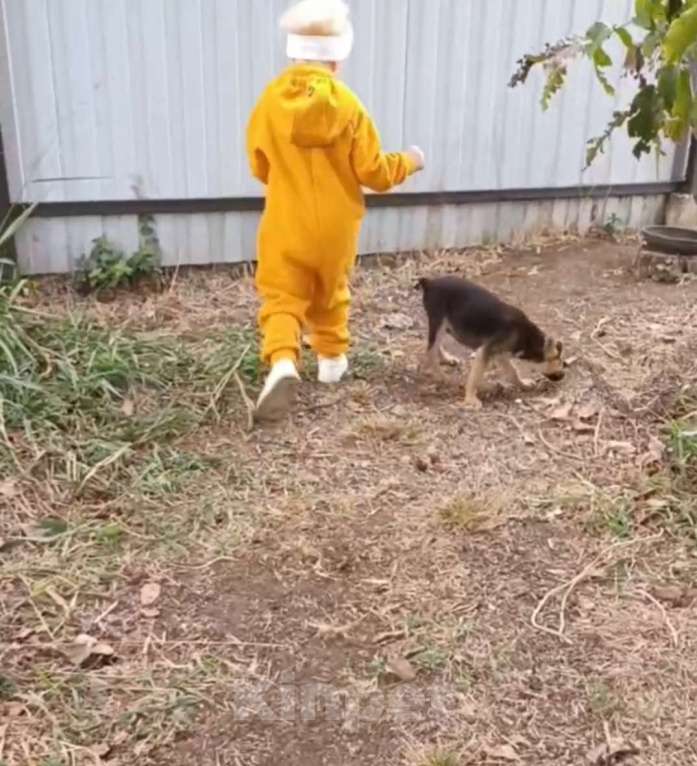 Собаки в Москве: Милый щенок с забавным хвостиком в добрые ручки Мальчик, Бесплатно - фото 2