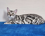Кошки в Москве: Бенгальский серебряный мальчик Мальчик, 35 000 руб. - фото 2
