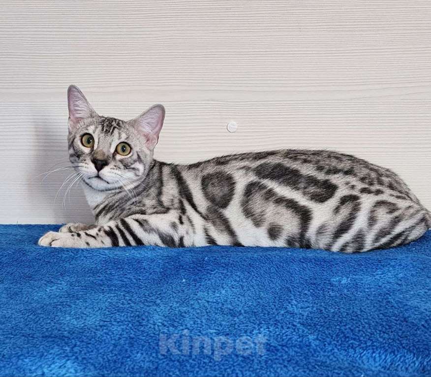 Кошки в Москве: Бенгальский серебряный мальчик Мальчик, 35 000 руб. - фото 2