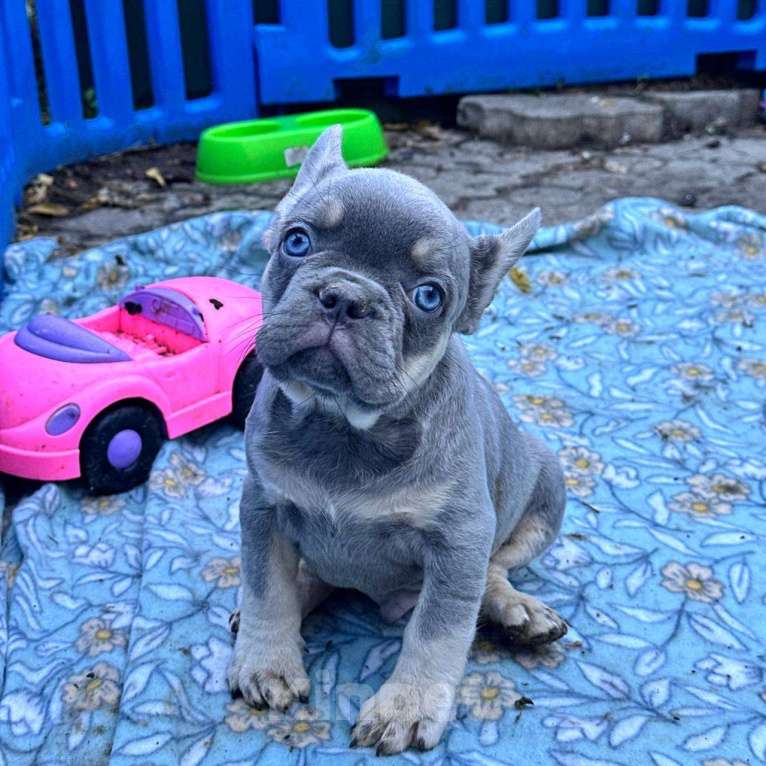 Собаки в Ставрополе: Голубоглазые  щенки французского бульдога (серые) Мальчик, Бесплатно - фото 9