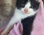 Кошки в Москве: Котенок-ласкун Мальчик, Бесплатно - фото 1