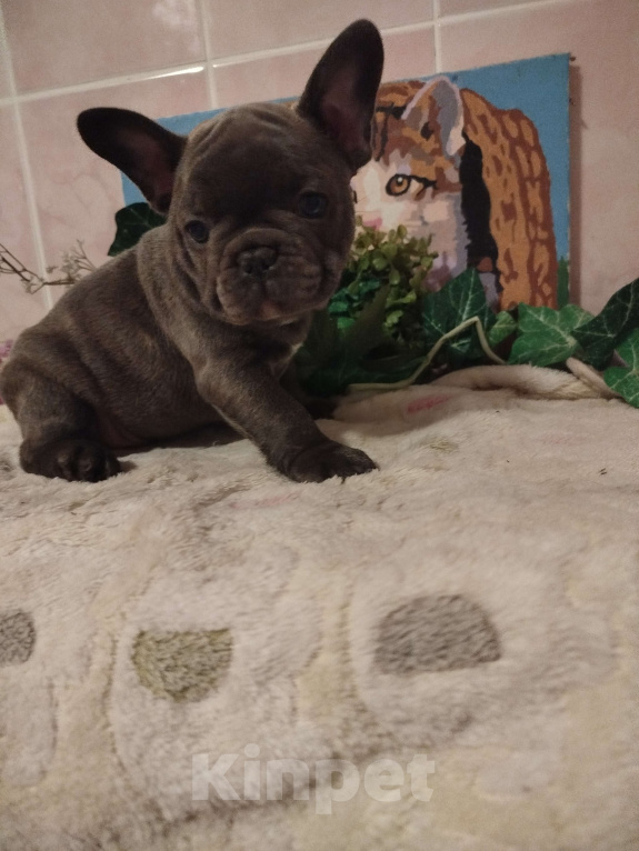 Собаки в Москве: Милые щенки французского бульдога. Мальчик, 65 000 руб. - фото 2