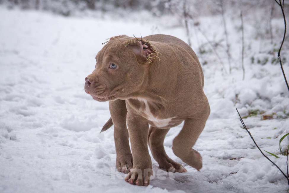 Собаки в других городах Московской области: Американский Булли стандарт Мальчик, 130 000 руб. - фото 2