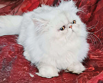 Кошки в Москве: Персидские шиншиллы Мальчик, 20 000 руб. - фото 1