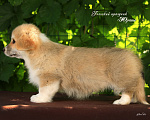 Собаки в Мытищах: Щенки вельш-корги пемброк Девочка, 60 000 руб. - фото 3