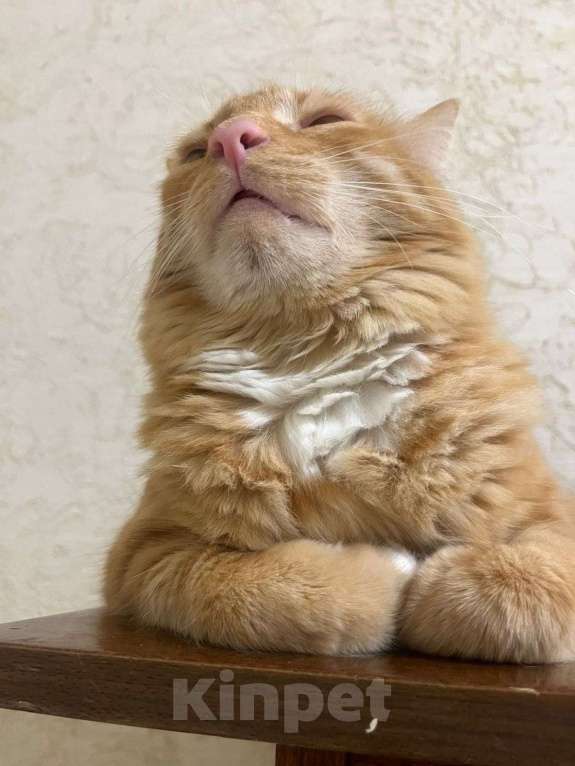 Кошки в Пушкино: Симба ищет дом! Мальчик, Бесплатно - фото 3