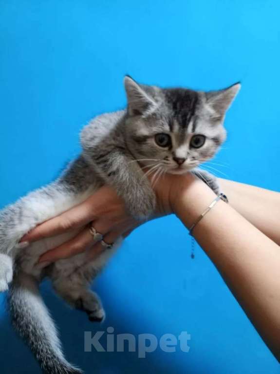 Кошки в Ейске: Продаю шиншилловые котенка Мальчик, 15 000 руб. - фото 1