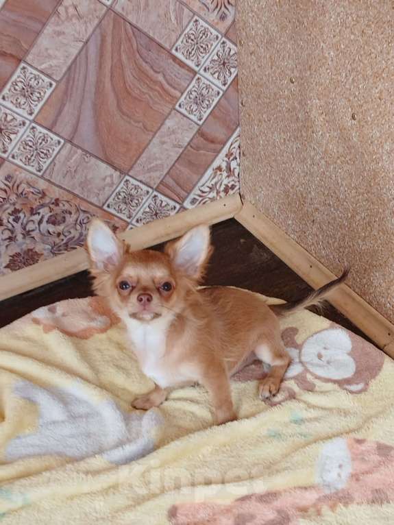 Собаки в Хабаровске: Мальчик чихуахуа с документами  Мальчик, 80 000 руб. - фото 3