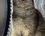 Кошки в Люберцах: Шотландские котята Девочка, Бесплатно - фото 3