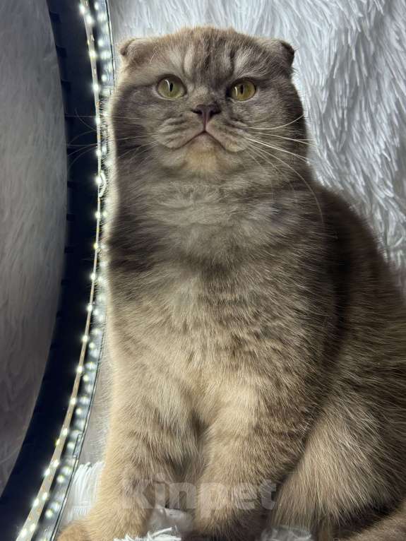 Кошки в Люберцах: Шотландские котята Девочка, Бесплатно - фото 3