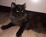 Кошки в Чите: Отдам кошку в связи с аллергией Девочка, 10 руб. - фото 1