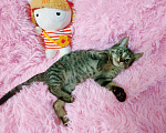 Кошки в Санкт-Петербурге: Мимимишный малютка, серый  котенок 2 мес Мальчик, 200 руб. - фото 7