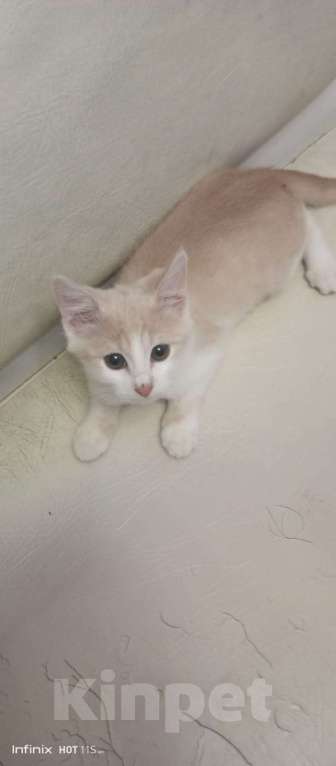 Кошки в Москве: Охотник Мальчик, 100 руб. - фото 1