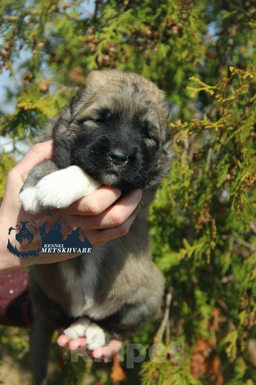 Собаки в Самаре: Кавказская Овчарка Мальчик, 50 000 руб. - фото 1