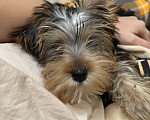 Собаки в Раменском: Малыш йорк Мальчик, 20 000 руб. - фото 4