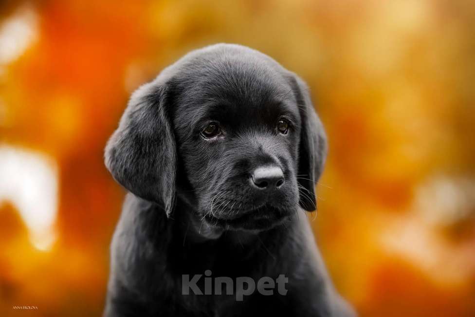 Собаки в Ярославле: Щенки лабрадора,девочки Девочка, 60 000 руб. - фото 1