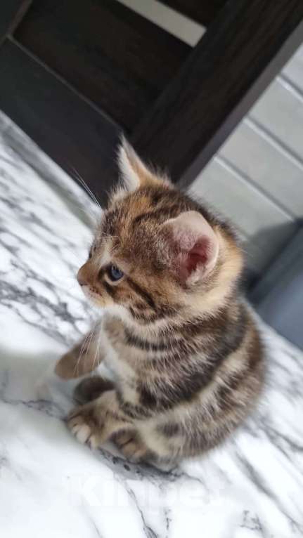 Кошки в других городах Московской области: Котята шотландские  Мальчик, Бесплатно - фото 2