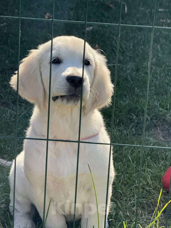 Собаки в Челябинске: Золотистый ретривер девочка  Девочка, 60 000 руб. - фото 7